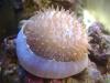 elephant ear by ibefishy in Soft Corals