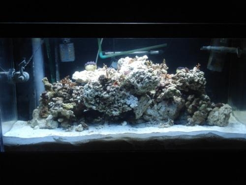 300w by tholleyh46 in Full Tanks