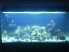 40G by tholleyh46 in Full Tanks