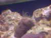 algae by tholleyh46 in Full Tanks