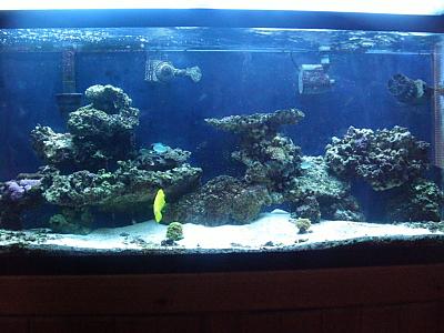 55 Gallon Full Tank Shot by Parrothead in Full Tanks