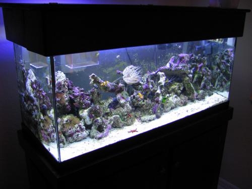 014 by Nemo Keeper in Full Tanks