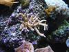 Green Milli by DevonM in SPS Corals