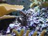 Blue/purple Acropora by DevonM in SPS Corals