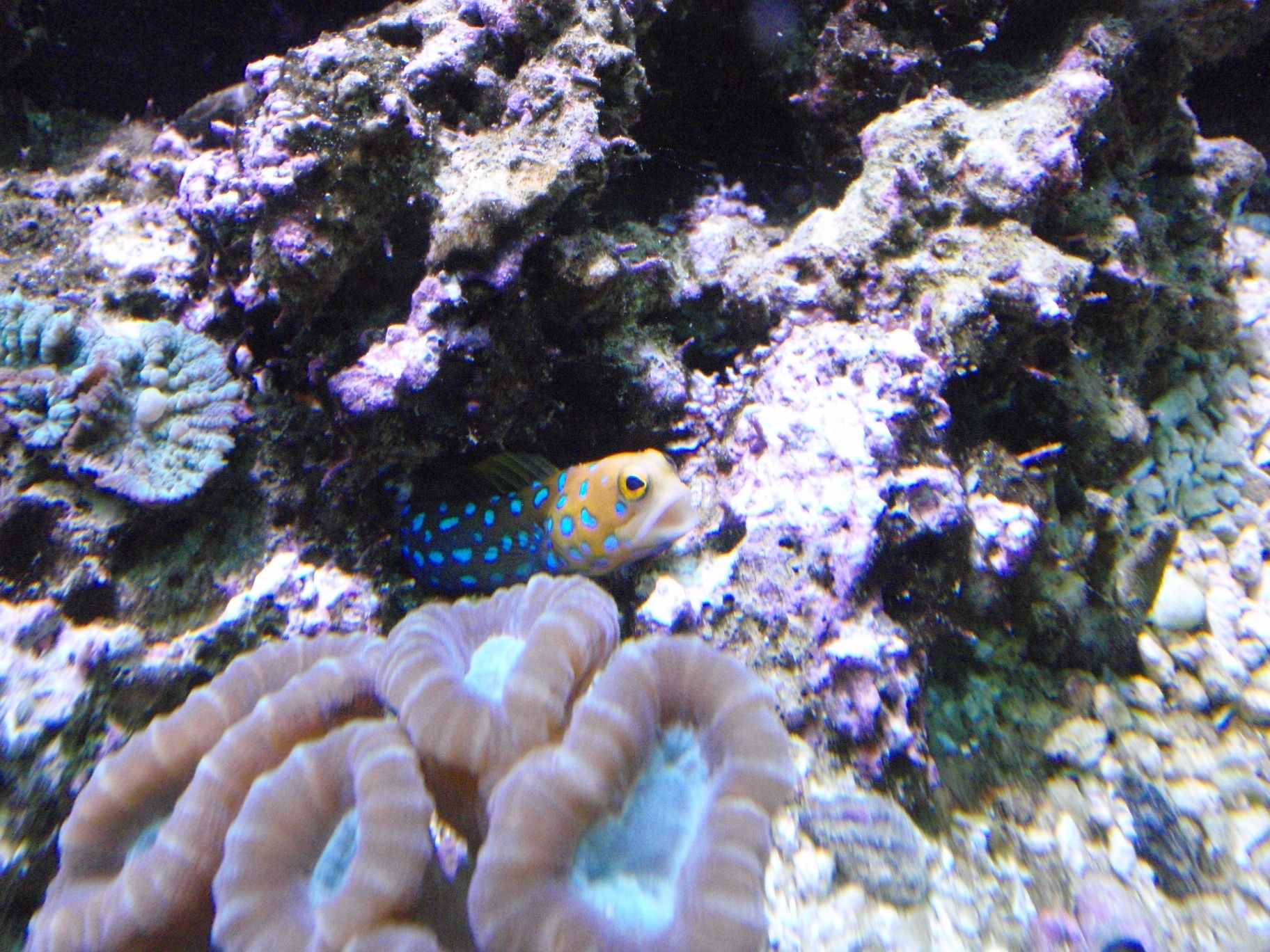 Blue Spot Jawfish Reefland Photo Gallery