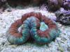 Lps by DevonM in LPS Corals