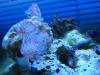 Anglerfish And Coco Worms by DevonM in Non-Reef Fish