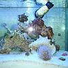 Refugium Update 1-30-10 by DevonM in Member Galleries