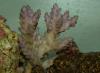 Acropora Valida 005 by Steve McKay in Member Galleries