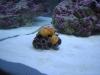 Tank 020 by Steve McKay in Member Galleries