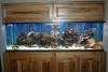 IMG_6267_1 by tommyc in Full Tanks