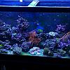 twisted's tank by twisted in Full Tanks