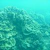 Turtle Reef by Zach in Member Galleries