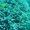 bleaching? by Zach in Member Galleries