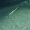Pipefish by Zach in Member Galleries