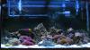 Fish Tank 005 by Chrissy in Member Galleries