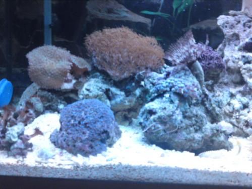 My Tank by stumpy316uk in Member Galleries