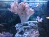 My Tank by stumpy316uk in Member Galleries