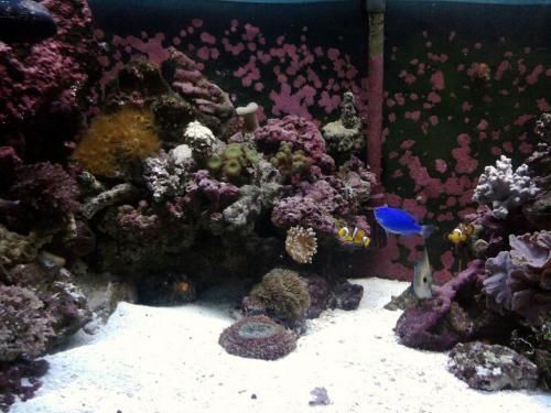 My 65 Gal Front by blennydude in Full Tanks