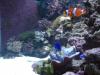 65 Gal Side by blennydude in Full Tanks