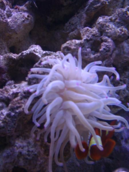 Pink Tip With Hosting Yellowstripe Maroon Clownfish by Chameleon Bob in Anemones