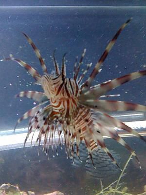 Lionfish by JLVN in Non-Reef Fish