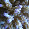  by sjkmiec3 in LPS Corals