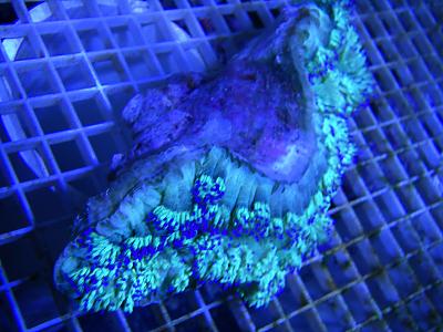  by sjkmiec3 in LPS Corals