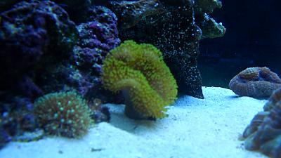 tank 023 by RLLEMMON in Member Galleries