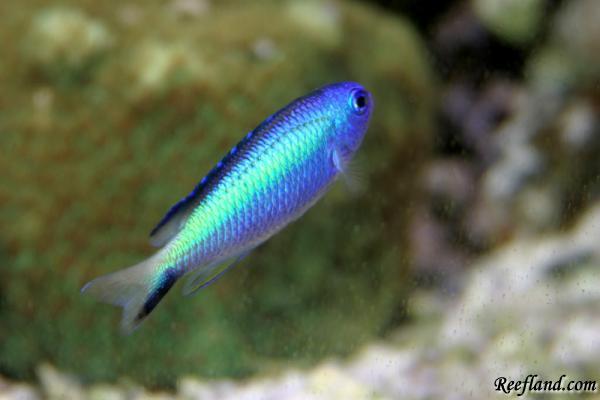 Blue Reef Chromis