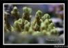 1D2N1131 by Poseidon in SPS Corals