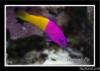 1D2N1135 by Poseidon in Reef Fish