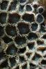 Zoo's by Poseidon in Soft Corals