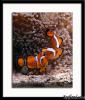 A. Ocellaris Pair by Poseidon in Reef Fish