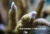Branching Montipora by Poseidon in SPS Corals