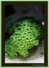 Trumpet Coral by Poseidon in LPS Corals