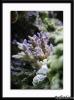 SPS by Poseidon in SPS Corals