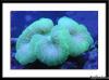 Brain under Actinic by Poseidon in LPS Corals