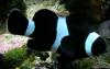 Black A. Ocellaris by Reefland in Reef Fish