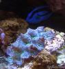 T. crocea and Tang