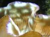 Another T. derasa Macro by Reefland in Clams