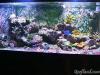 Reefland and Michelle's 75 Gallon by Reefland in Full Tanks