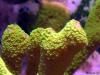 Green M. digitata by Reefland in SPS Corals