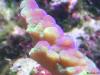 nanamacro by Reefland in SPS Corals