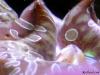 teardropmacro_592166