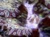 T. maxima (Teardrop)