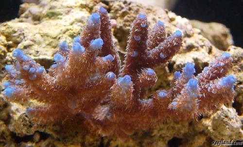 Acropora millepora by kevinpo in SPS Corals