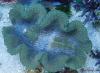 Tridacna gigas by kevinpo in Member Galleries