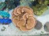 Montipora capricornis by kevinpo in Member Galleries