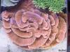 Montipora capricornis by kevinpo in SPS Corals